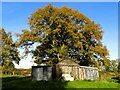 Old farm shed beneath an oak in autumn in Carlton-le-Moorland