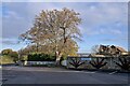 Tree by the car park in WF9 1AN