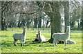 2008 : Alpacas at Monks Park near Gastard in SN13 9PJ