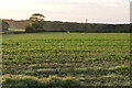 Farmland by Grove Hill in BN27 4HF