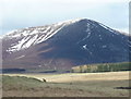 Roe deer below Carn Liath in PH16 5LS