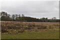 Rough grassland in CM24 8XY