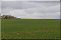 Arable land, Essex in CM24 8TL