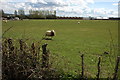 Sheep in a field near Aston Fields Farm in GL20 8HJ