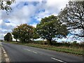 Hedgerow with mature trees in HR2 9DA