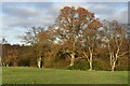 Autumnal trees near Landfordwood Farm in SP5 2ET