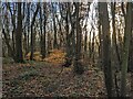 Woodland on Abberley Hill in WR6 6HB