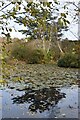 Autumnal lily pond, Chilworth in SO16 7JN