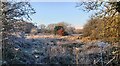Frosty Re-wilded Area off Vicars Hall Lane in M28 1GZ