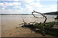 Dead tree on Orwell foreshore in IP9 1AP