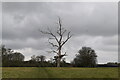 Dead tree by footpath in CM23 1HD