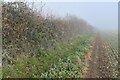Hedgerow on a misty morning in SP2 0QA