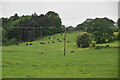 Cattle grazing on hillside in ST18 9PT