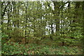 Part of Stemp's Wood in TN30 7JE
