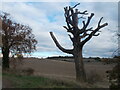 Gaunt-looking tree on part of the Chiltern Way in LU2 7GA