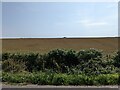 Fields near Winterton in SA62 3AS