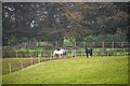 Old Cleeve : Grassy Field & Horses in TA24 6HQ