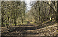 Path through Elemore Wood in Hetton le Hill