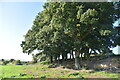 Clump of trees in BN27 1PS
