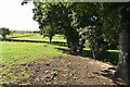 Footpath by trees in BN27 1PY