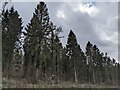 Trees by the Herefordshire Trail in HR2 8DN