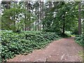 Path within Hawley Woods in GU17 9HZ