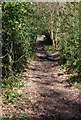 Footpath through the trees, West of Tunbridge Wells in TN3 0TA