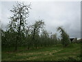 Apple orchard near Munsley in HR8 2SN
