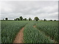 Wheat field near Munsley in HR8 2SN