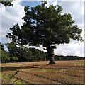 Solitary oak tree near to Whitefield Coppice in CV8 2JW