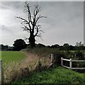 Blasted tree by the rerouted Kenilworth Greenway in CV7 7DG