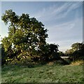 Ash tree by the River Sowe, Stoneleigh in CV3 6SD