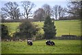 Shipton Moyne : Grassy Field & Pigs in GL8 8PW
