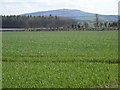 Fields in front of Brown Clee Hill in TF13 6QJ