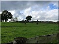 Standing stones in a field off the B4347 in NP25 5NY
