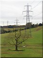 Winter tree below a line of electricity pylons in WF11 9FD