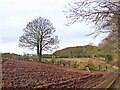 Winter tree in a hedgerow beside a ploughed field in LS25 5LS