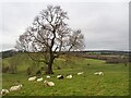 Resting sheep on Lambkip Hill in WF11 9FD