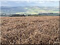 Bracken on Stapeley Hill in SY15 6BY