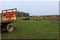 Sheep in Pasture to the East of Swithen's Farm in LS26 8HA