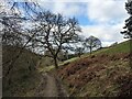 Trees by the Herefordshire Trail in SY8 4ET