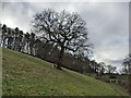 Tree by the Herefordshire Trail in SY8 4ET