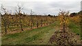 Orchard at the Martley Circular Walk in WR6 6YU