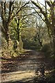 Forest track towards Lower Canterton in SO43 7HE