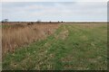 Path around Limbourne Creek in CM9 6PW