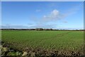 Fields north of the A166 in YO41 1HB