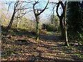 Path through Leashaw Wood in DE4 5HD