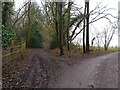 Ashpiece Copse track fork in RG20 8AL