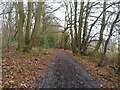 Restricted byway past Ashpiece Copse in RG20 8AL