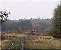 Heathland and woods near Fleet in GU52 6AZ
